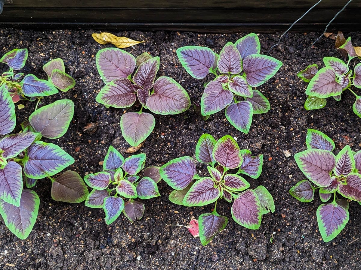 Eight young bayam plants with purple leaves grow in dark soil